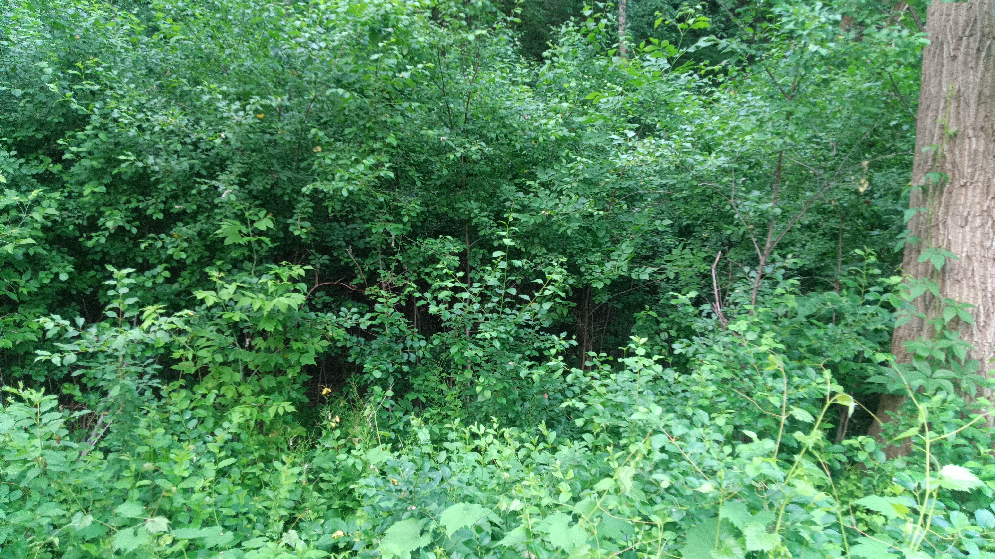 buckthorn hedge