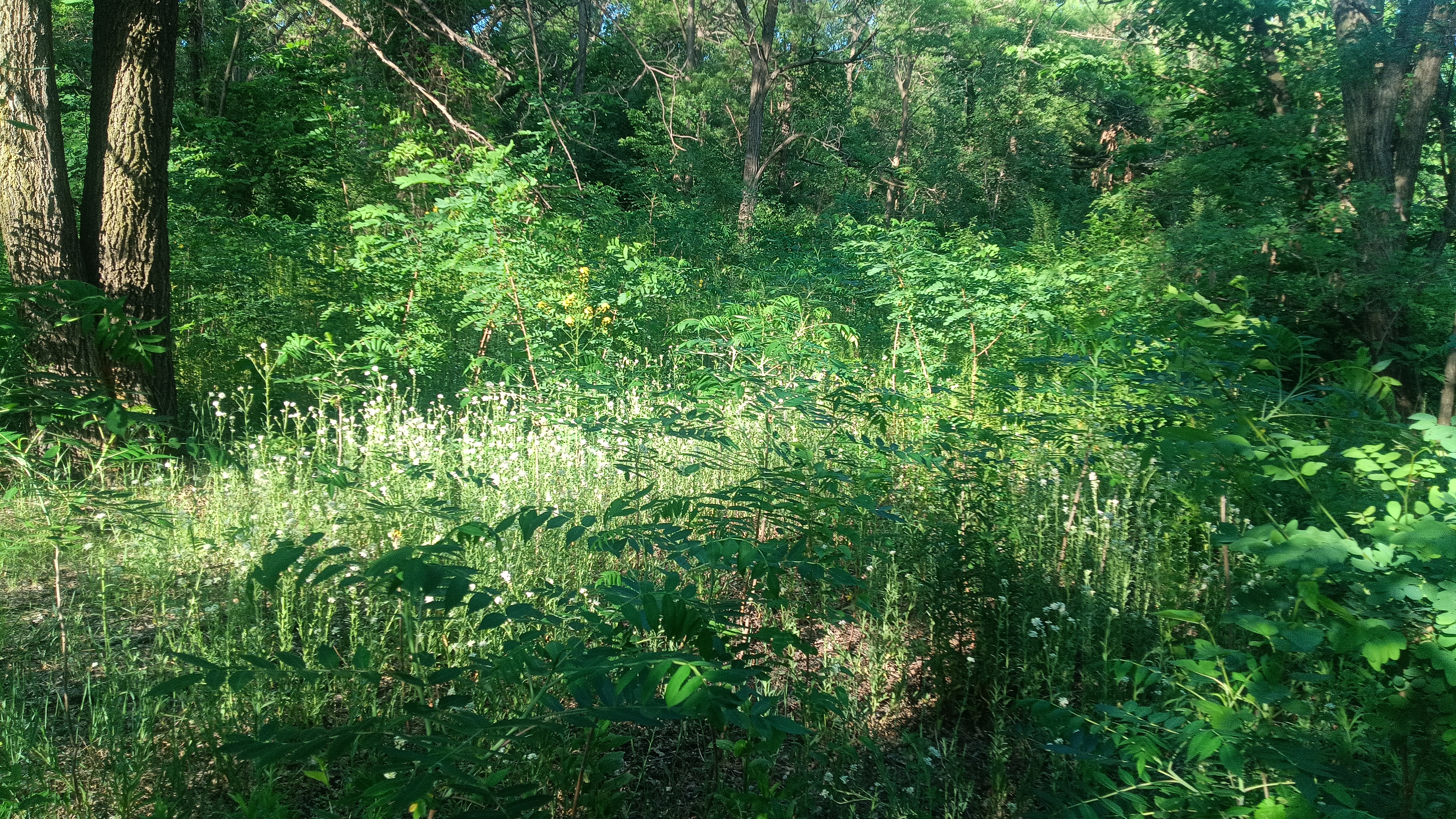 healthy forest